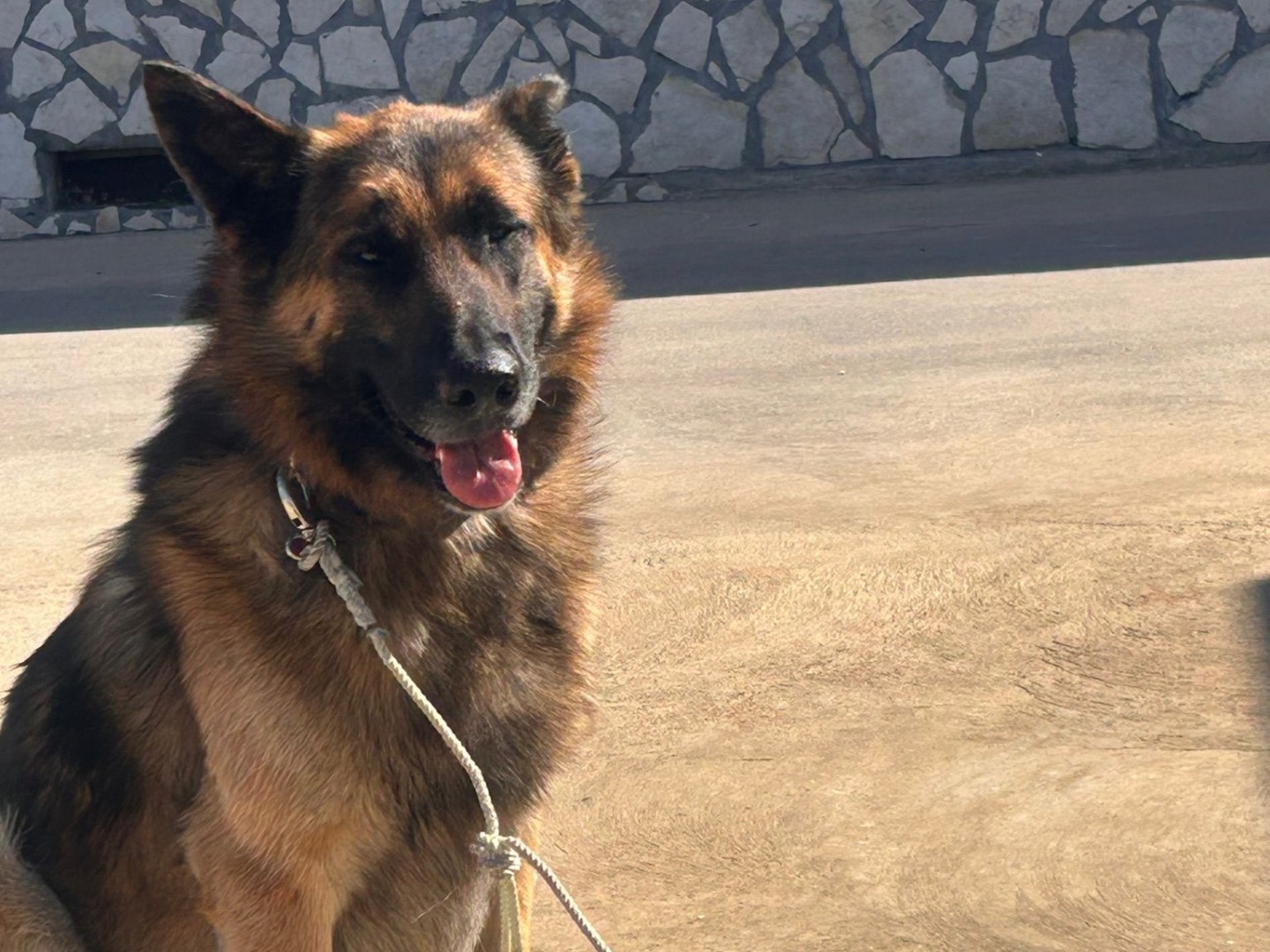 Adotta un cane, maschio, 2 anni e 1 mese, Siracusa