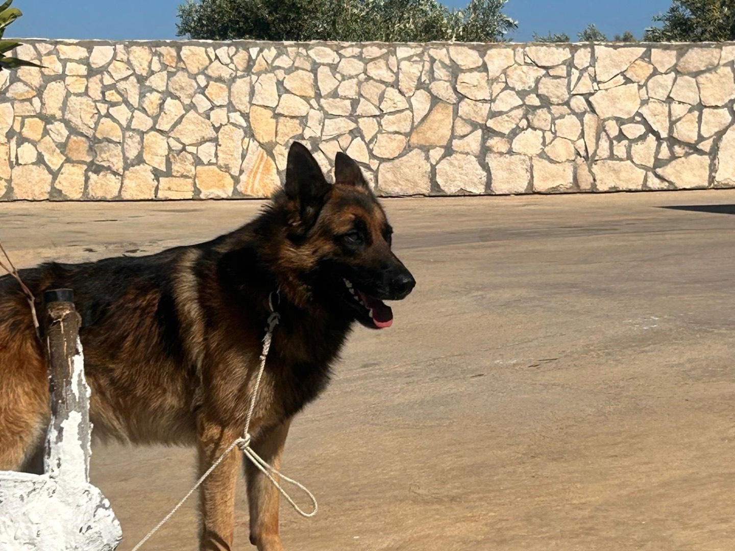 Adotta un cane, taglia grande, maschio, Siracusa
