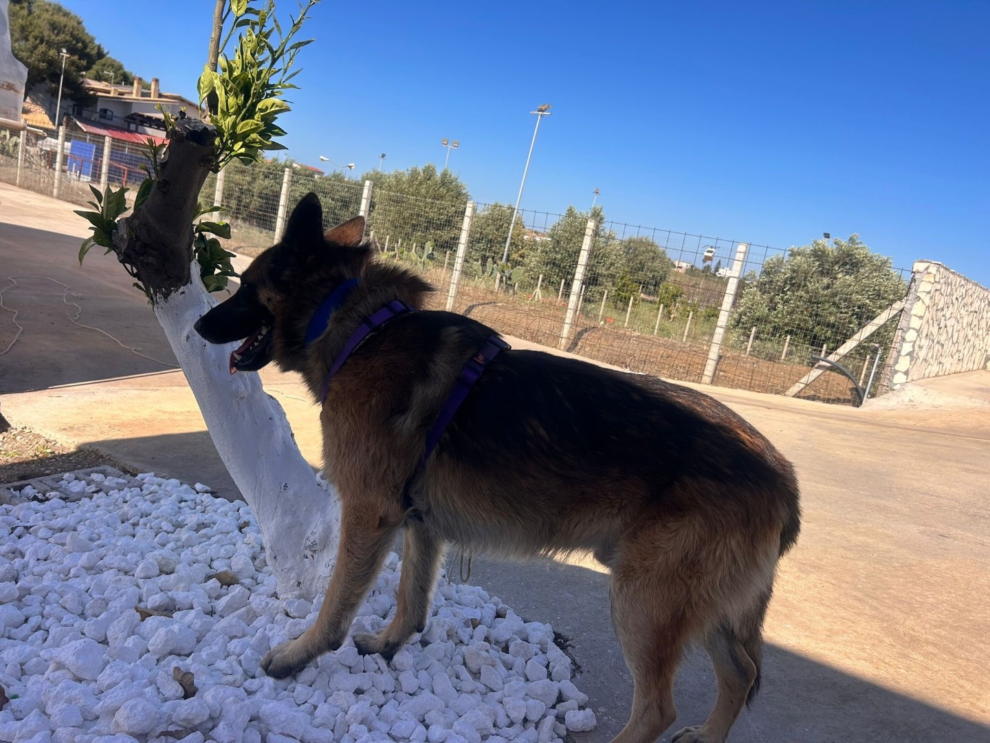 Vuoi adottare un cane a Siracusa?