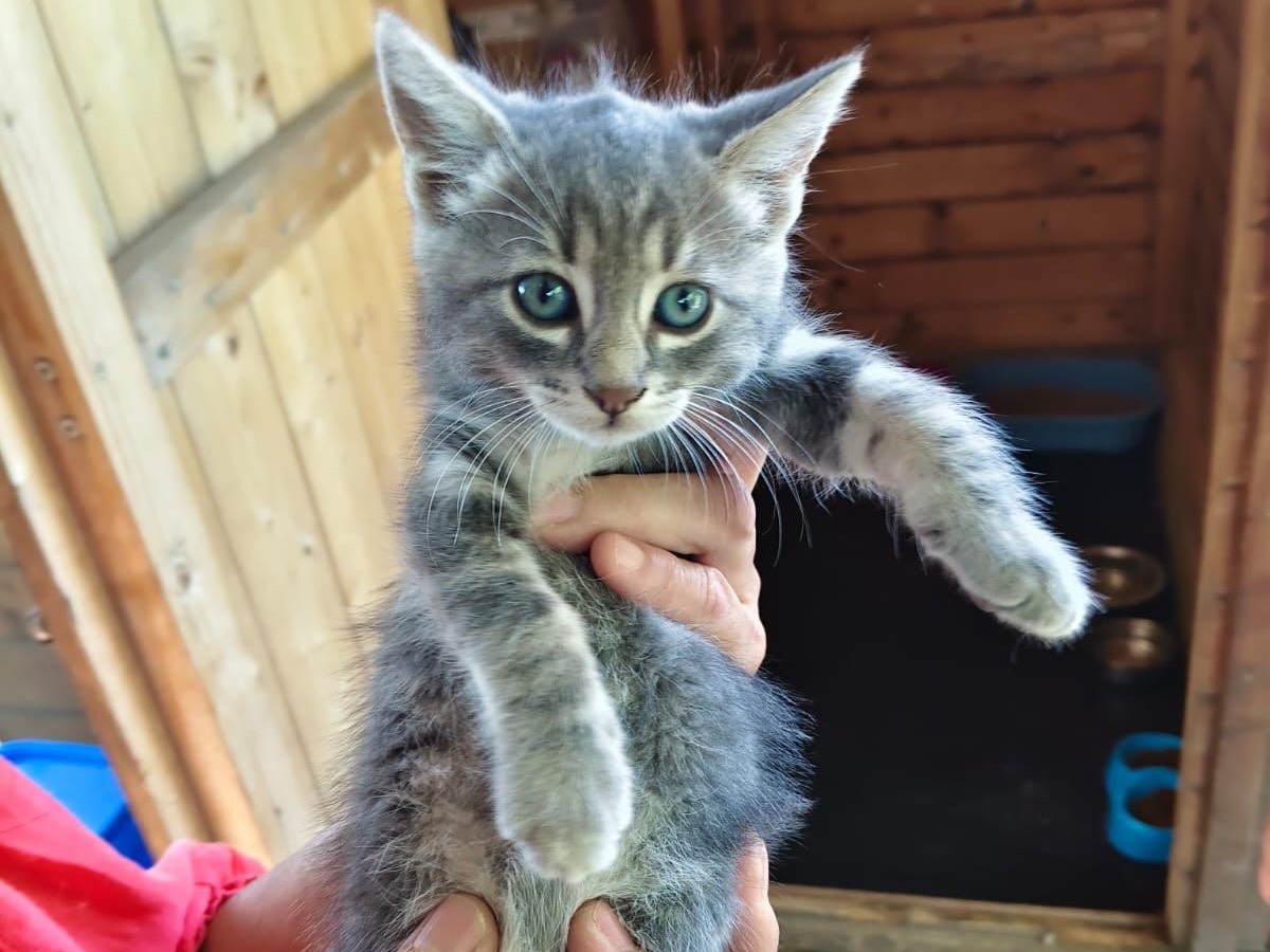 Adozione gatto, maschio, Razza sconosciuta Razza sconosciuta, 2 mesi, taglia non valida, Roma