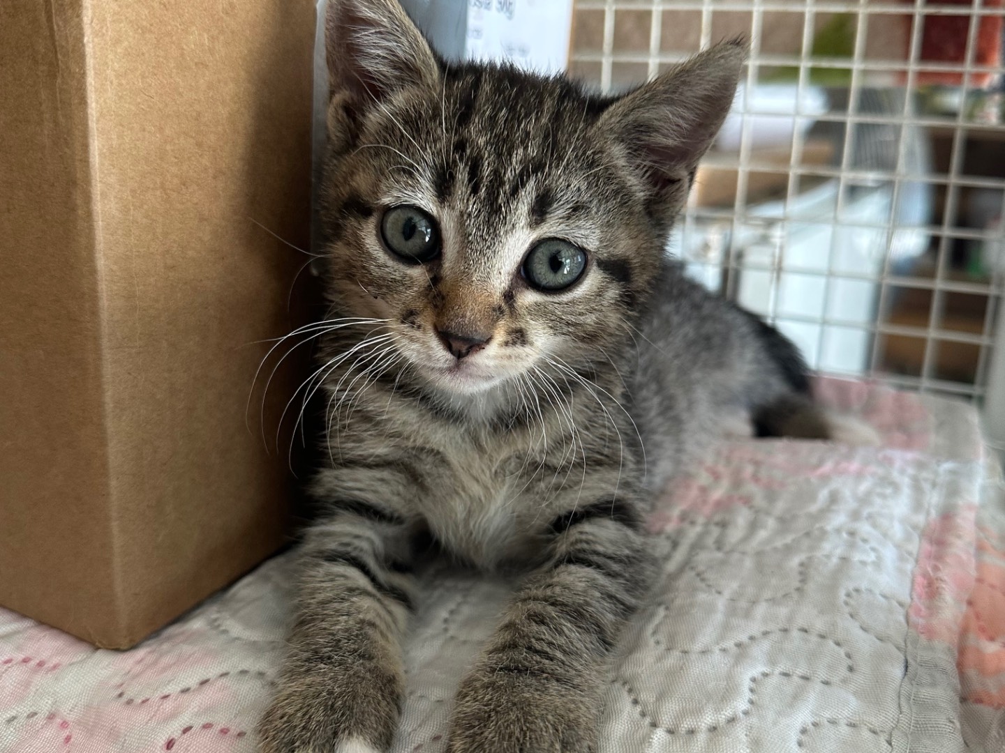 Adozione gatto, femmina, Razza sconosciuta Razza sconosciuta, 1 mese, taglia non valida, Roma