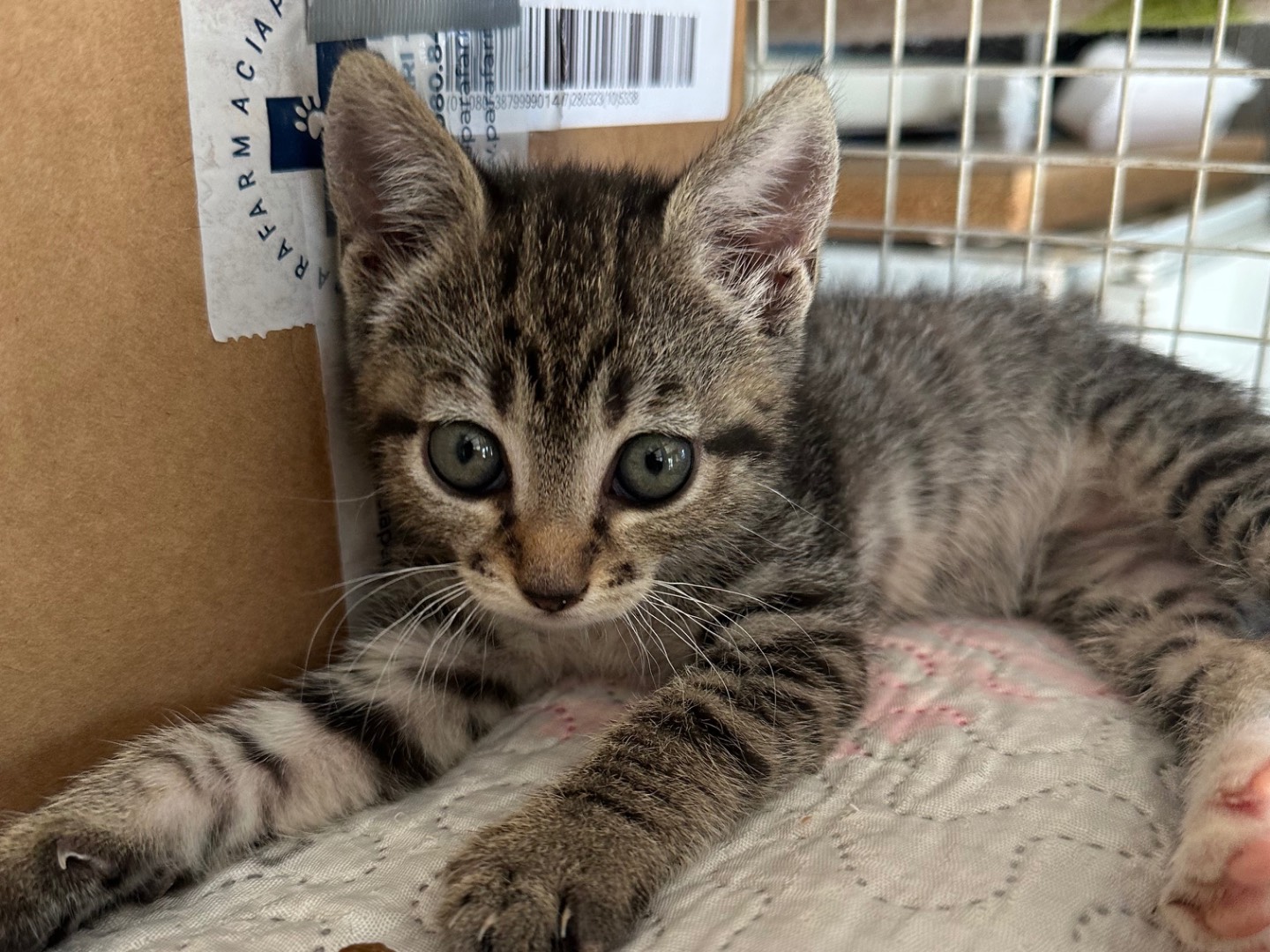 Adotta un gatto, femmina, 1 mese, Roma