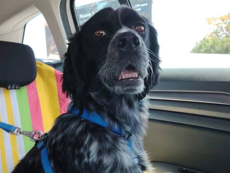 Adotta un cane, taglia media, maschio, Napoli