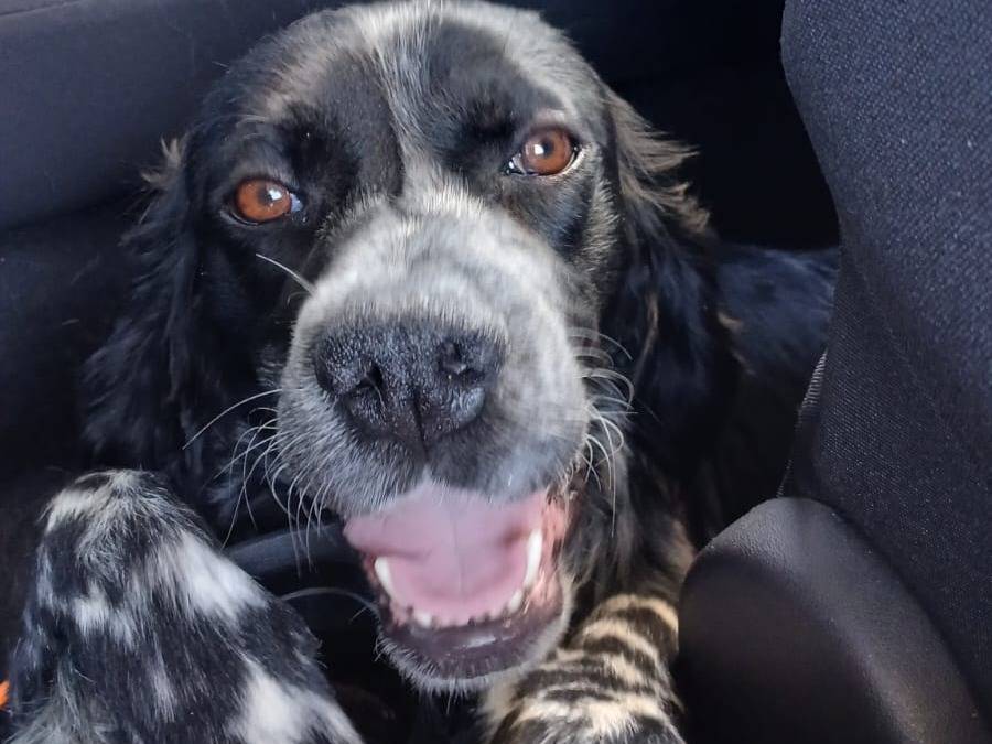Adotta un cane, maschio, 2 anni e 5 mesi, Napoli