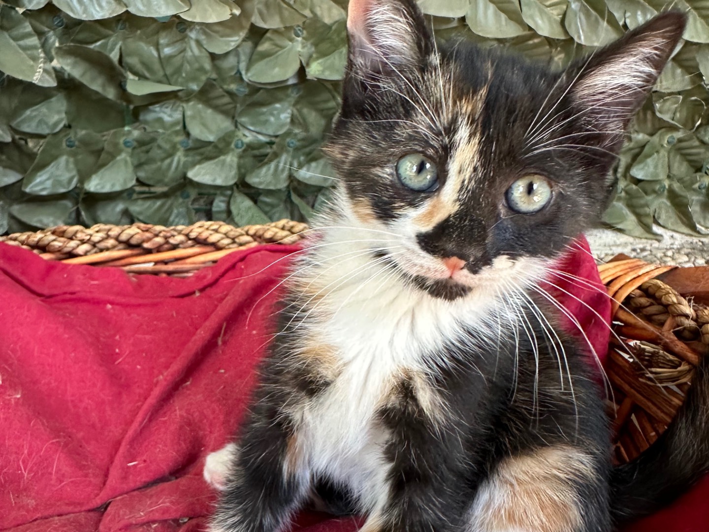Adozione gatto, femmina, Razza sconosciuta Razza sconosciuta, 2 mesi, taglia non valida, Roma