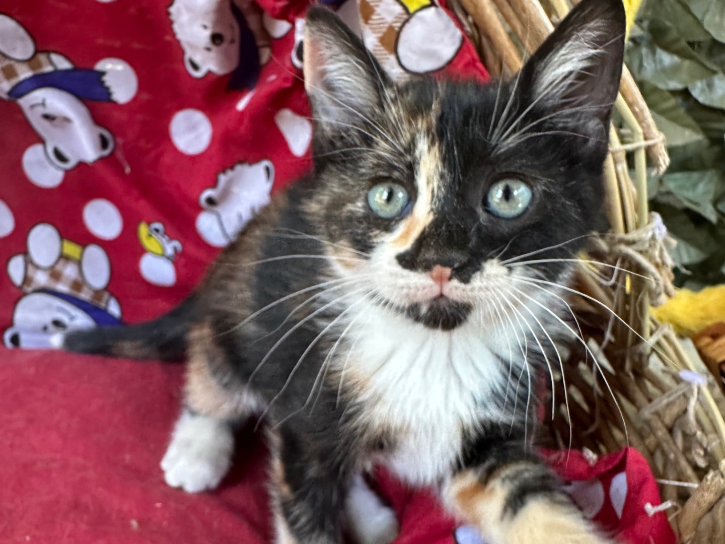 Adotta un gatto, femmina, 2 mesi, Roma