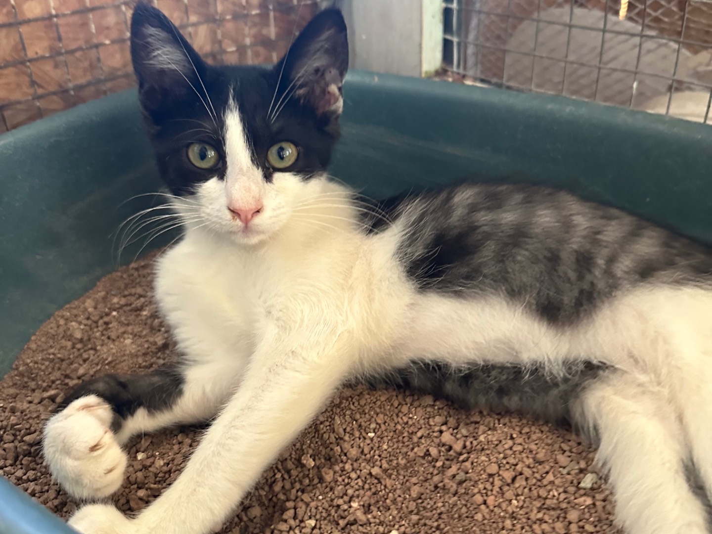 Adozione gatto, femmina, Razza sconosciuta Razza sconosciuta, 2 mesi, taglia non valida, Roma