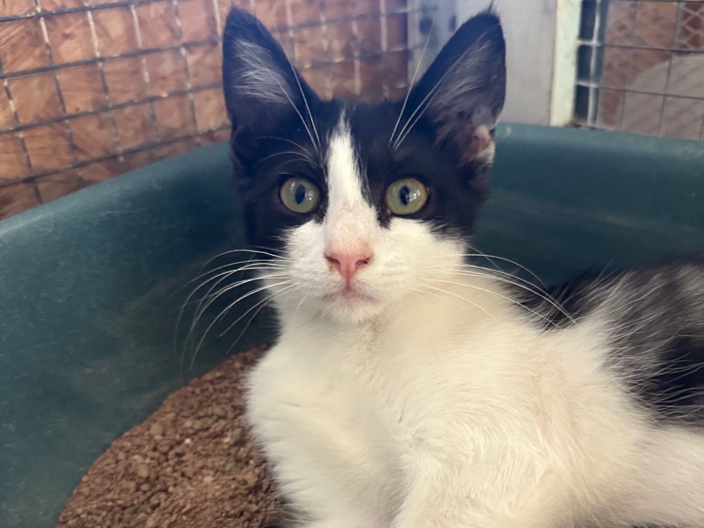 Adotta un gatto, femmina, 2 mesi, Roma