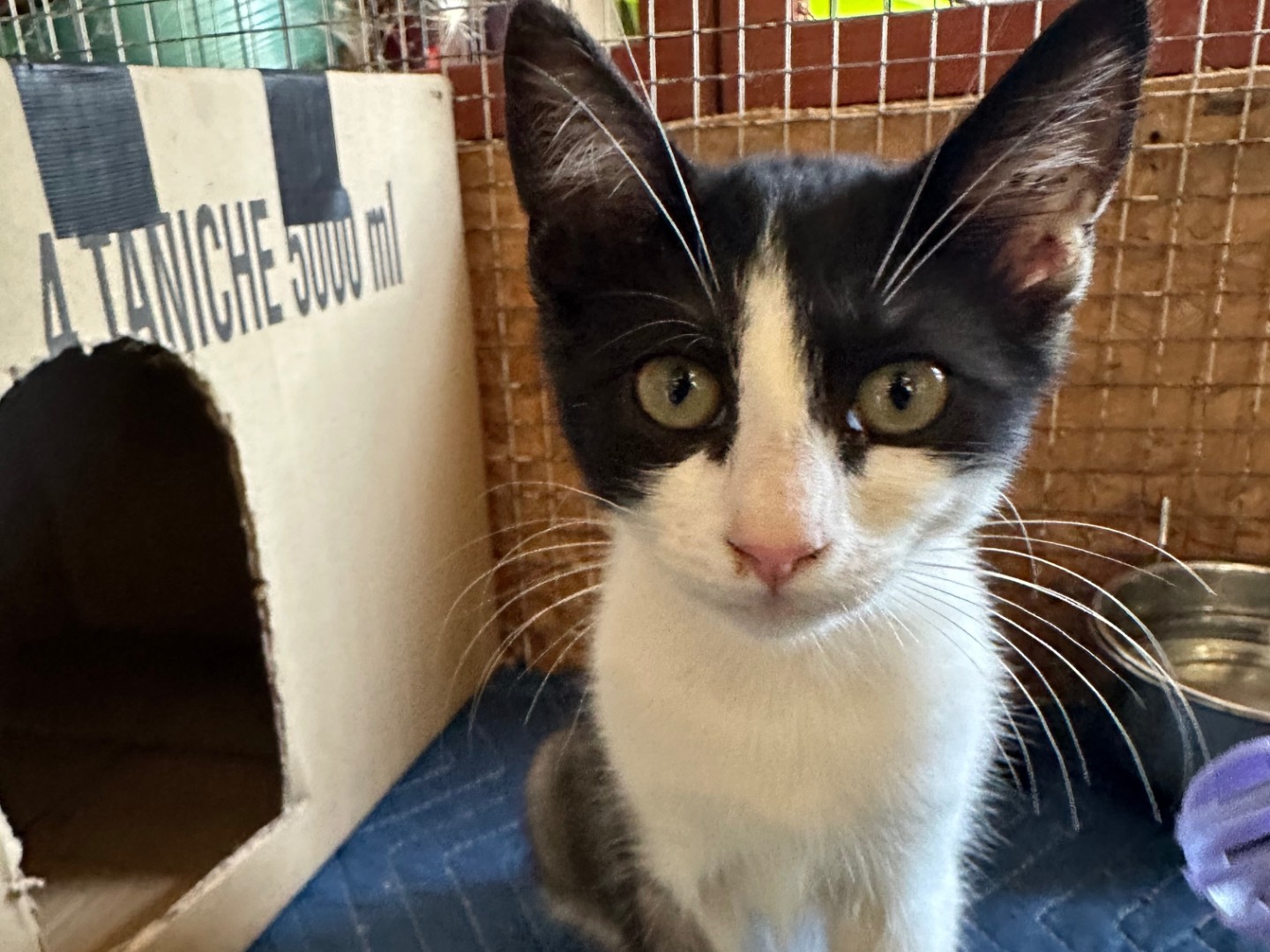 Adotta un gatto, taglia non valida, femmina, Roma