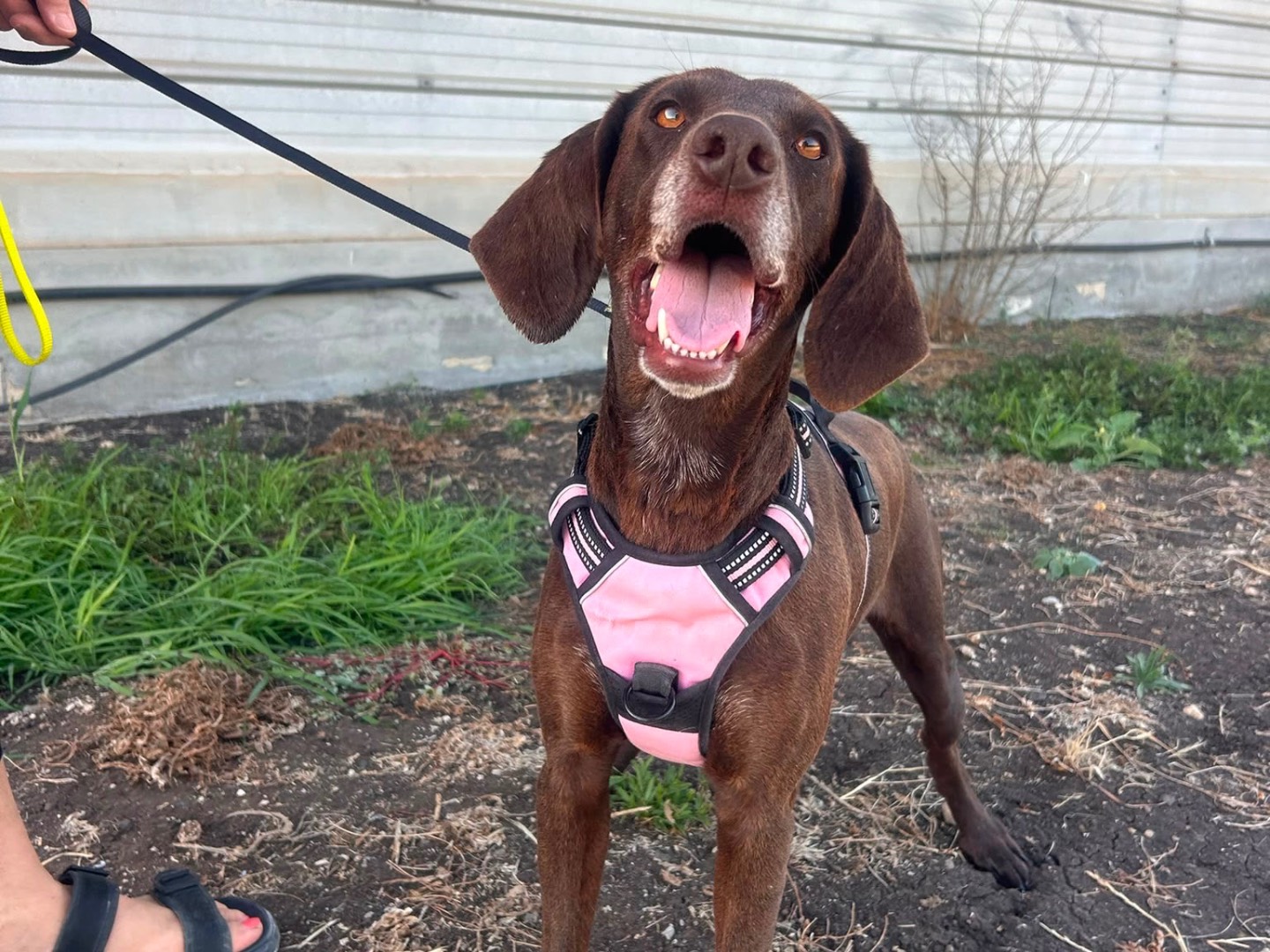 Adozione cane, femmina, Segugio Razza sconosciuta, 2 anni e 6 mesi, taglia media, Siracusa