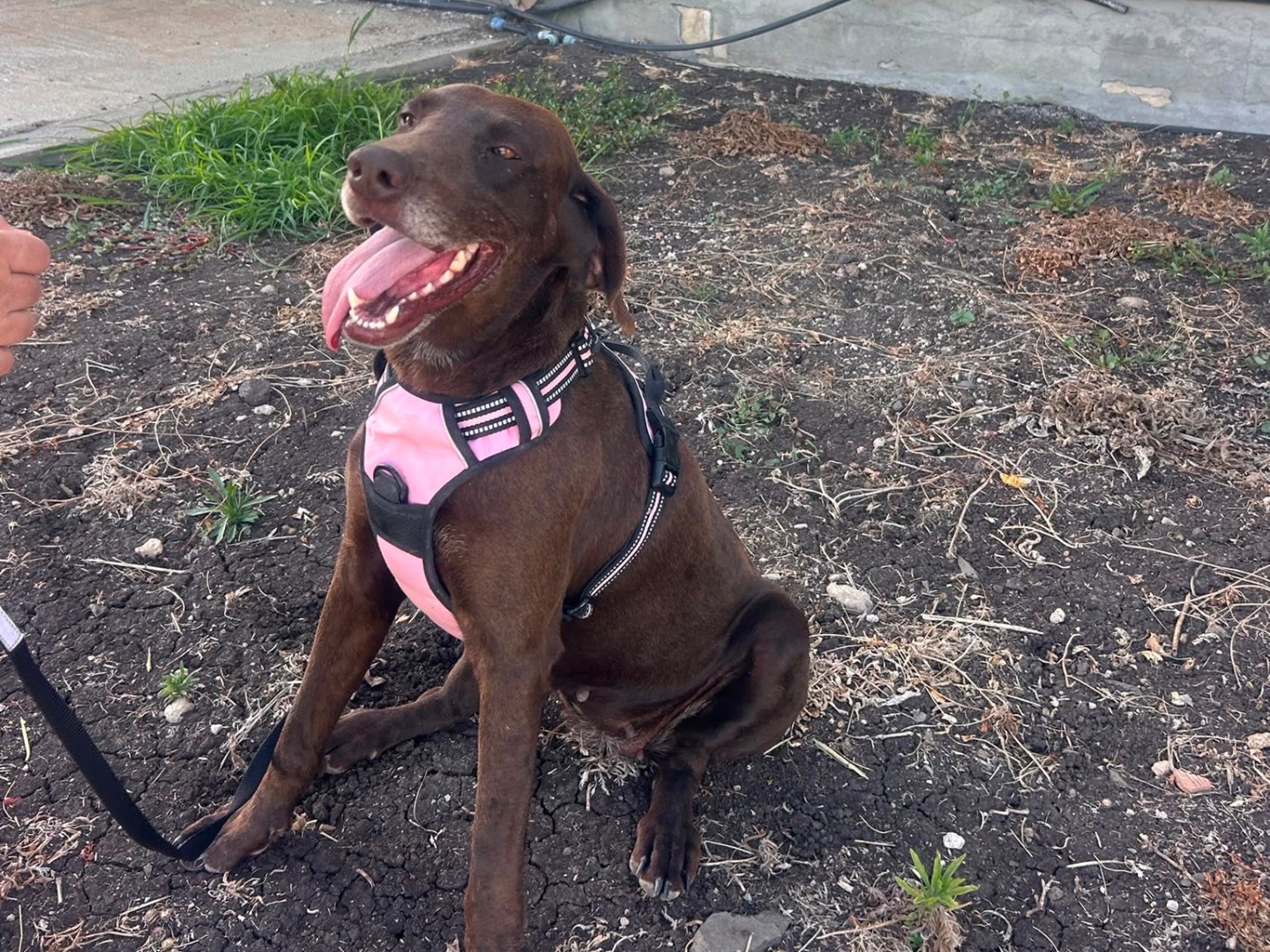 Adotta un cane, femmina, 2 anni e 6 mesi, Siracusa