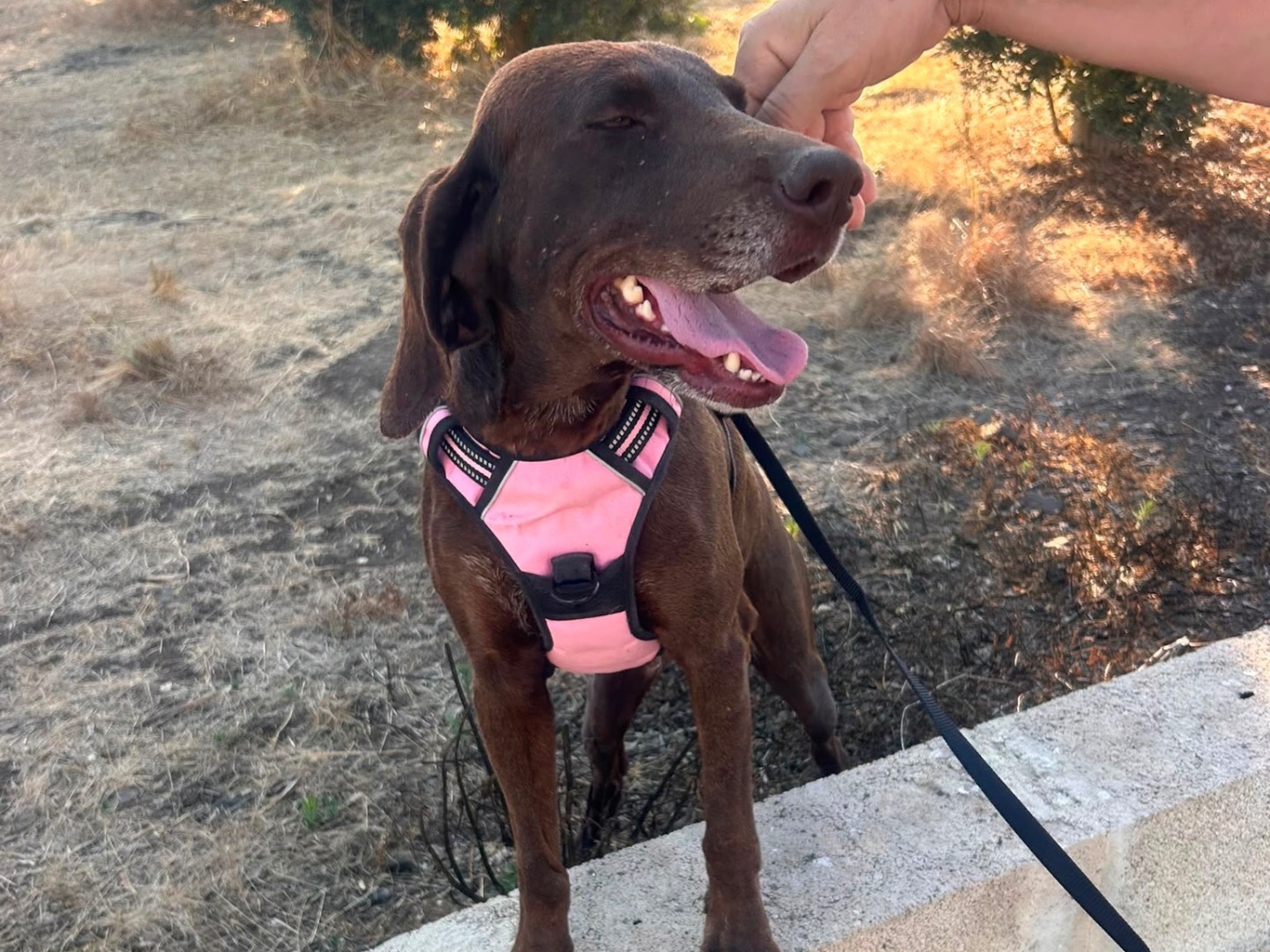 Adotta un cane, taglia media, femmina, Siracusa