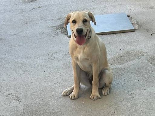 Foto 1 dell'animale