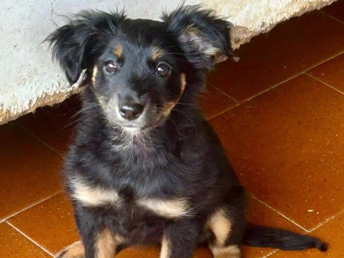 Adozione cane, femmina, Razza sconosciuta Razza sconosciuta, 3 mesi, taglia media, Savona
