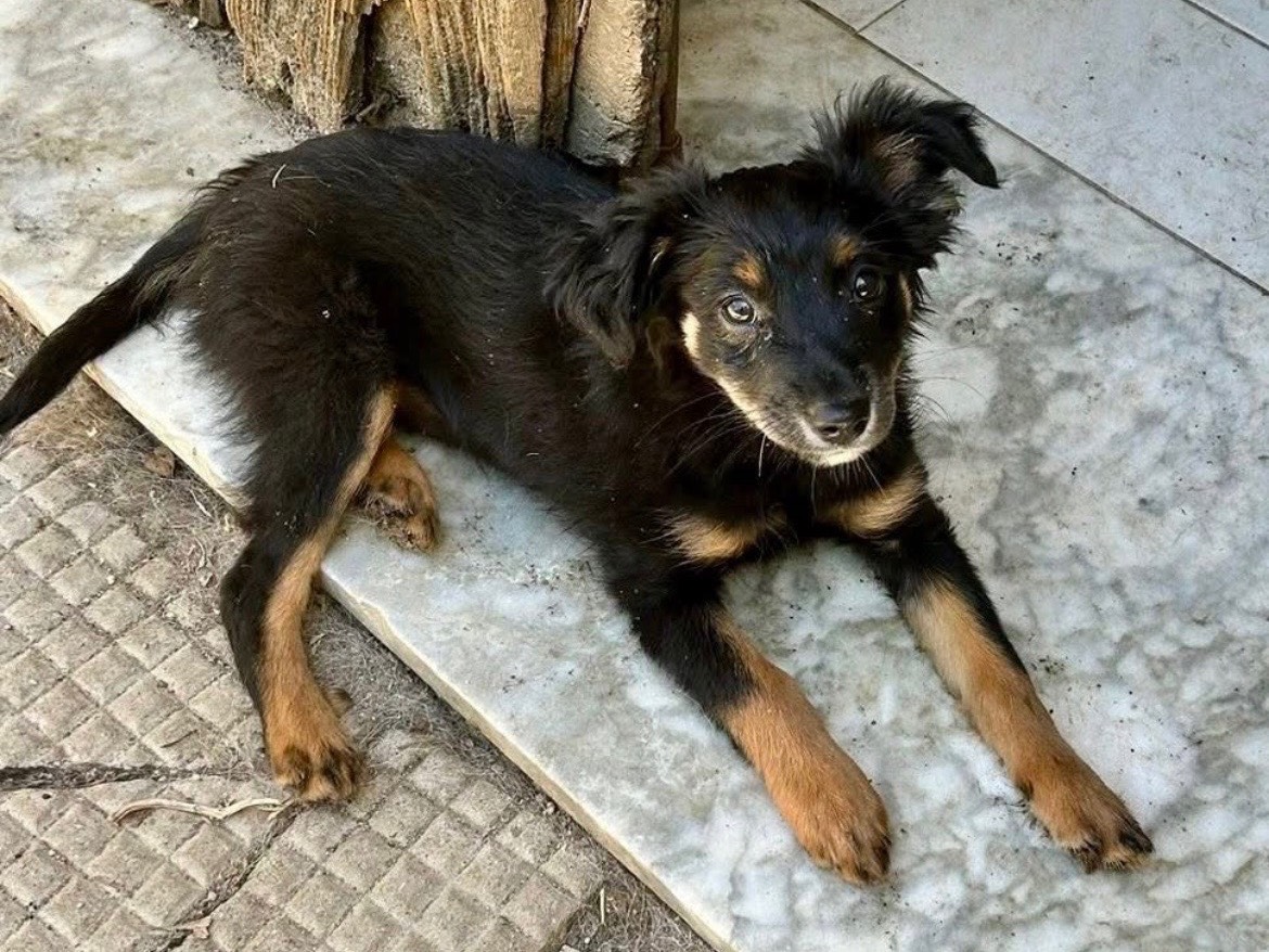 Adotta un cane, femmina, 3 mesi, Savona