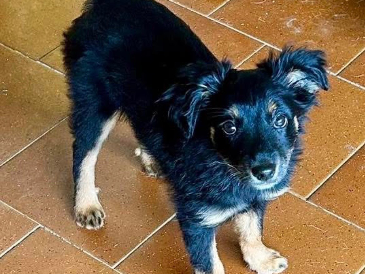 Adotta un cane, taglia media, femmina, Savona