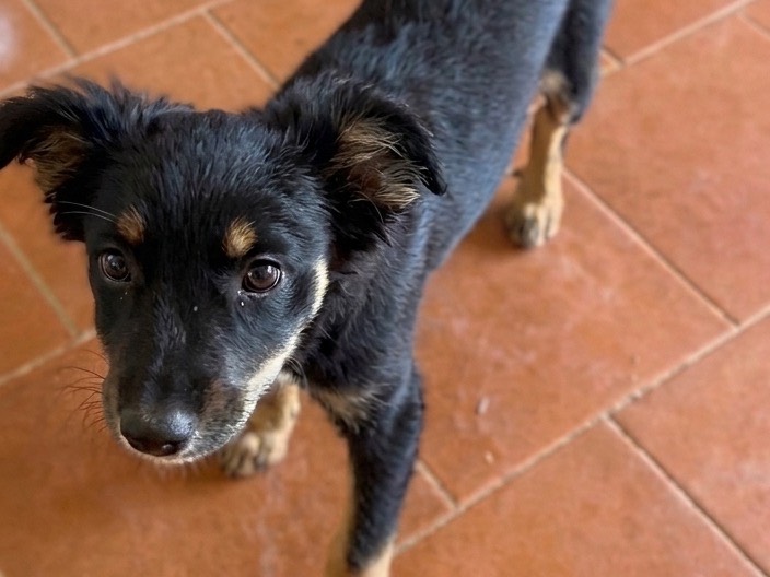 Vuoi adottare un cane a Savona?