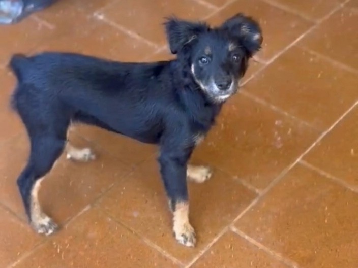 Adotta il cane Alma a Savona
