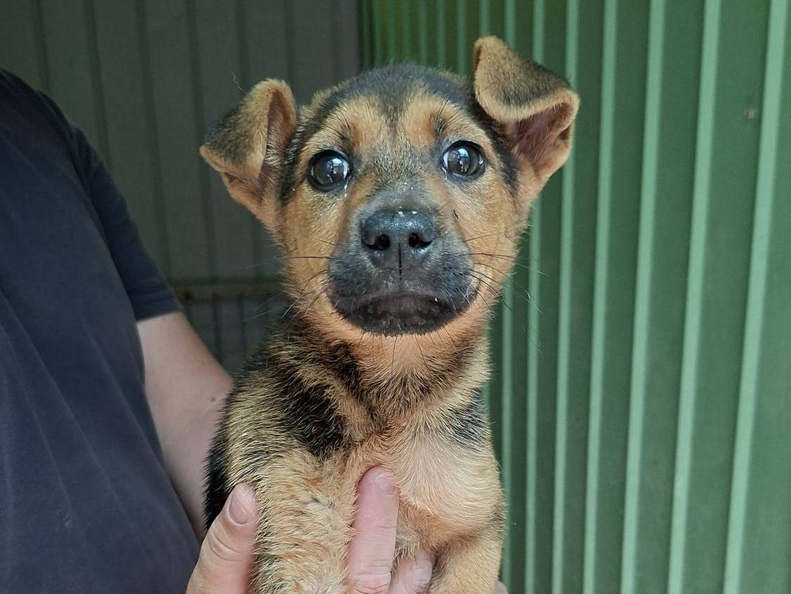 Adozione cane, femmina, Pastore tedesco Razza sconosciuta, 2 mesi, taglia grande, Ancona
