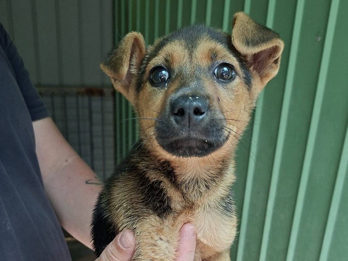 Adotta un cane, femmina, 2 mesi, Ancona