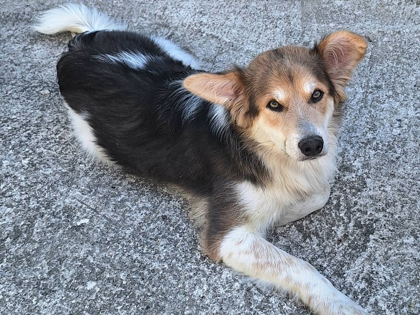 Adozione cane, maschio, Border Collie Razza sconosciuta, 7 mesi, taglia media, Teramo