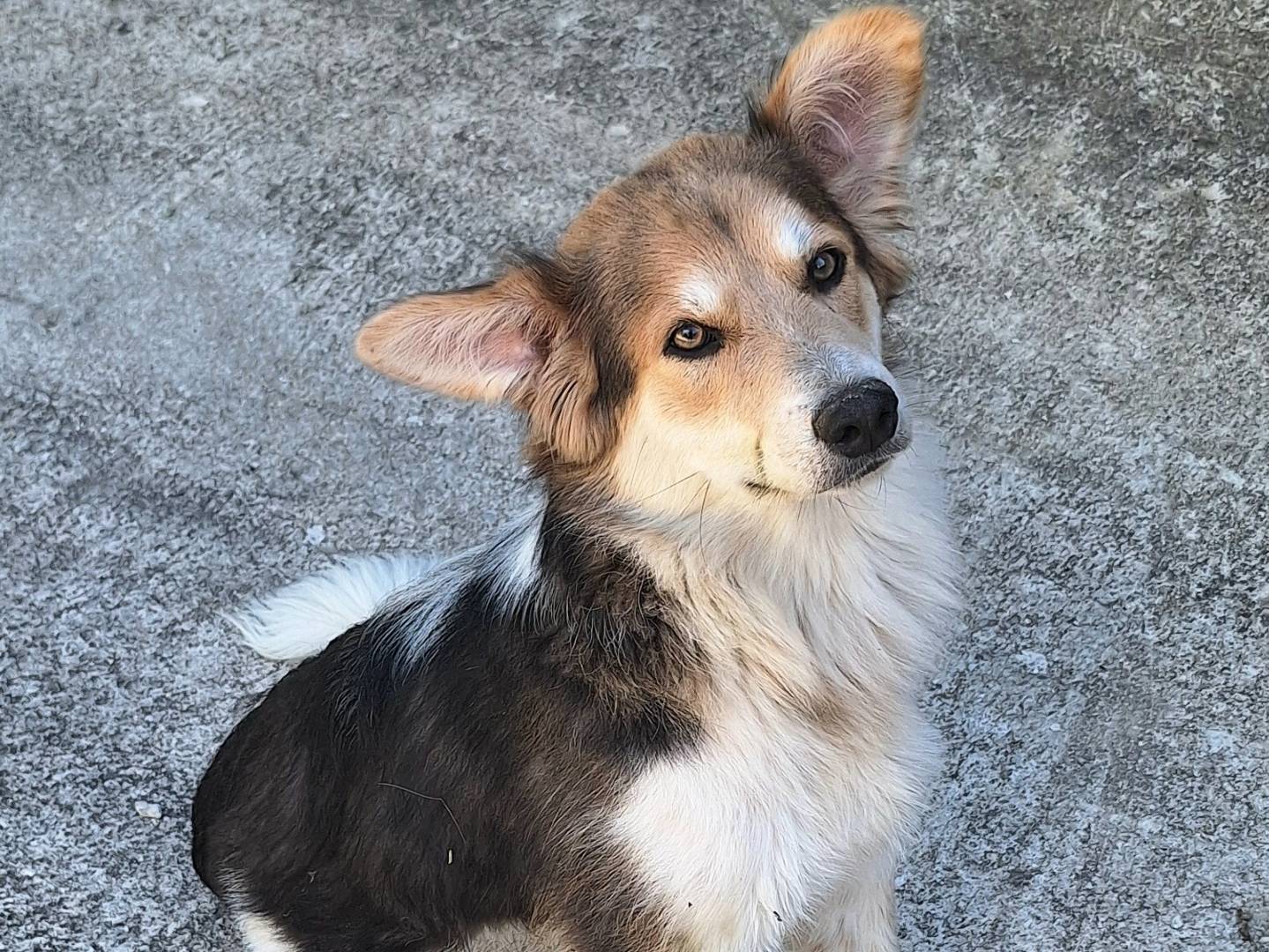 Adotta un cane, maschio, 7 mesi, Teramo