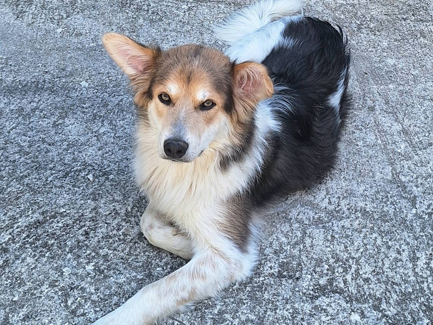 Adotta un cane, taglia media, maschio, Teramo