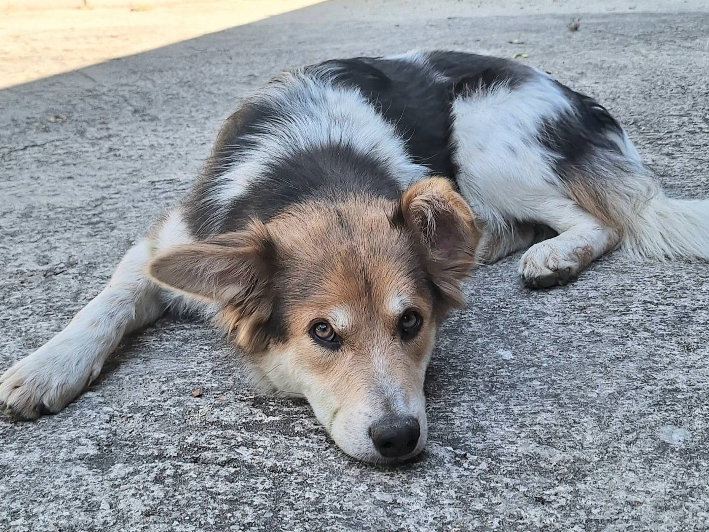 Vuoi adottare un cane a Teramo?