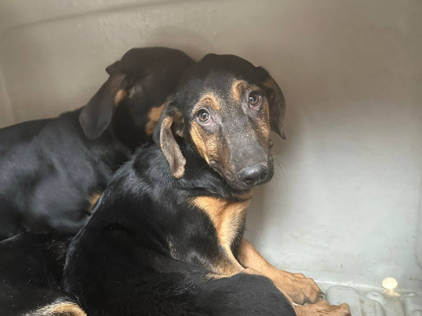 Adozione cane, maschio, Segugio Razza sconosciuta, 3 mesi, taglia media, Avellino