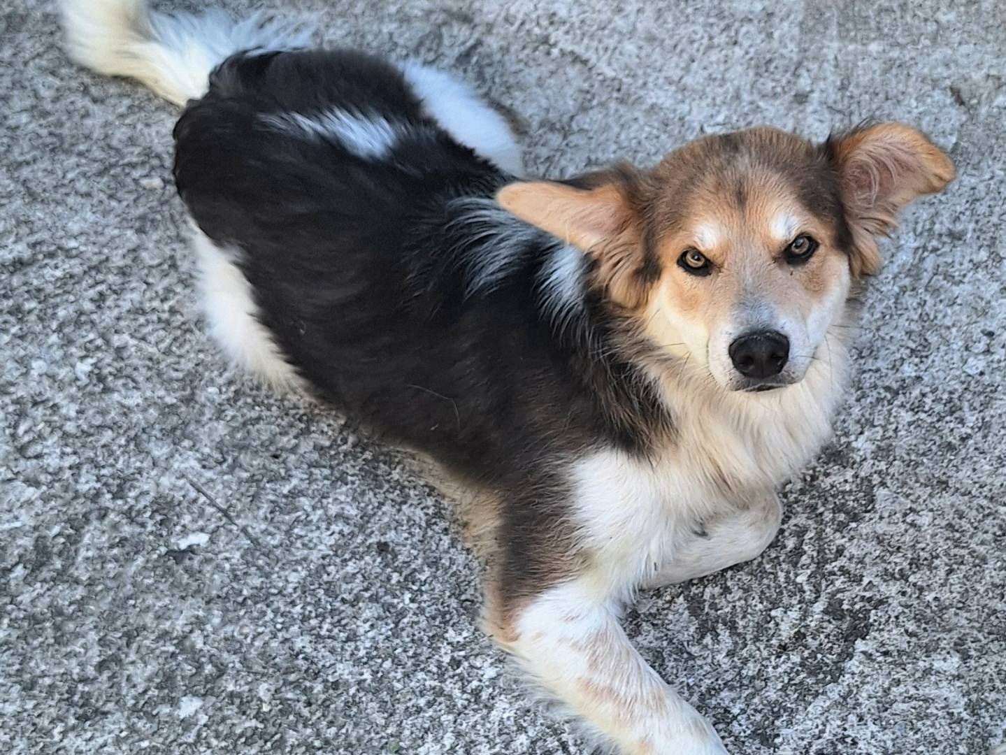 Adotta il cane Kaan a Teramo