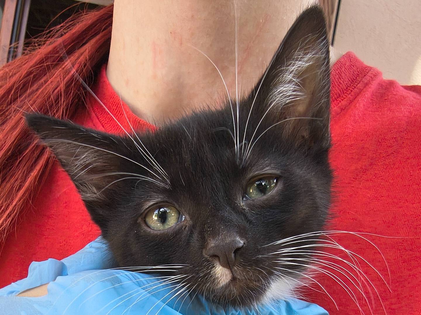Adozione gatto, maschio, Razza sconosciuta Razza sconosciuta, 1 mese, taglia non valida, Torino
