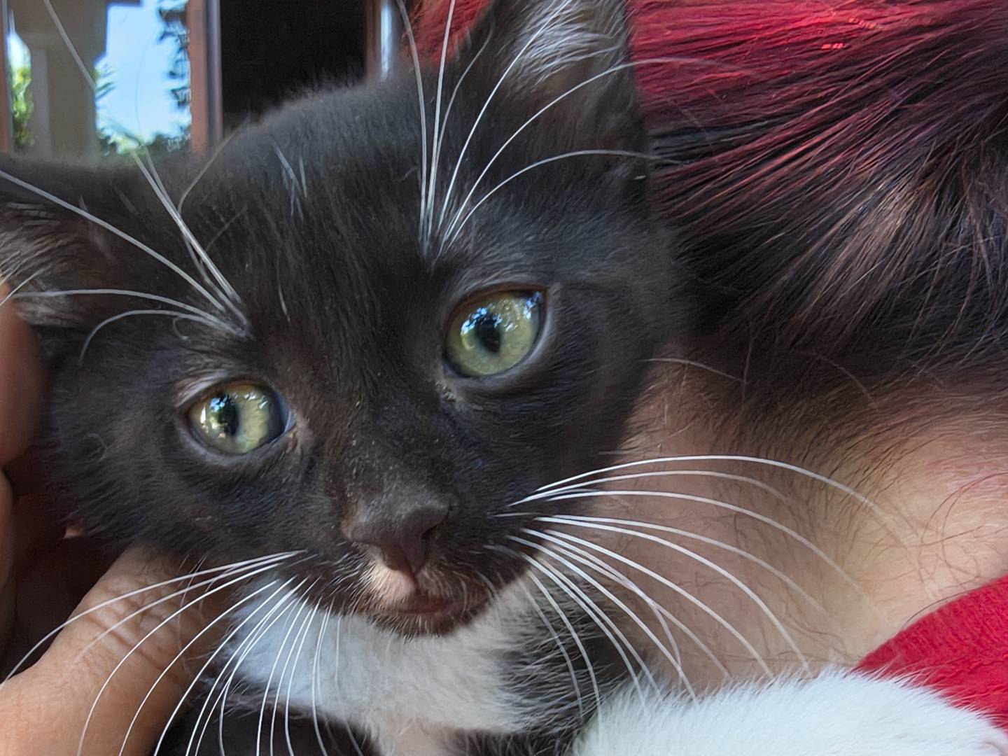 Adotta un gatto, taglia non valida, maschio, Torino