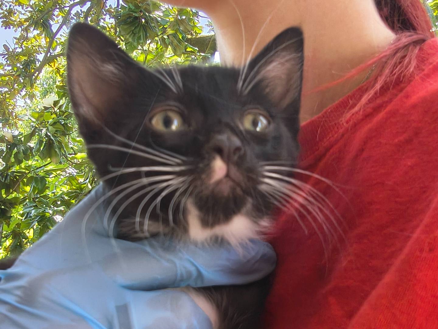 Vuoi adottare un gatto a Torino?