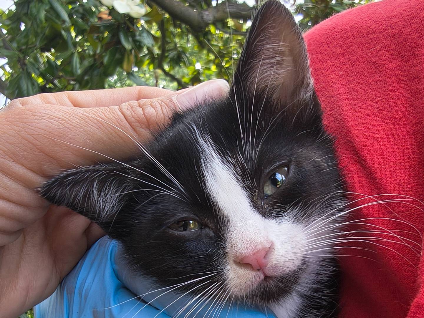 Adozione gatto, femmina, Razza sconosciuta Razza sconosciuta, 2 mesi, taglia non valida, Torino