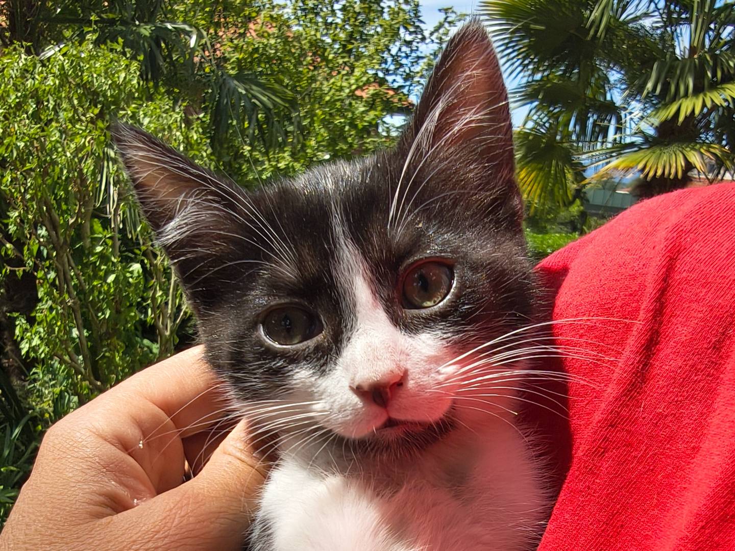 Adozione gatto, femmina, Razza sconosciuta Razza sconosciuta, 2 mesi, taglia non valida, Torino