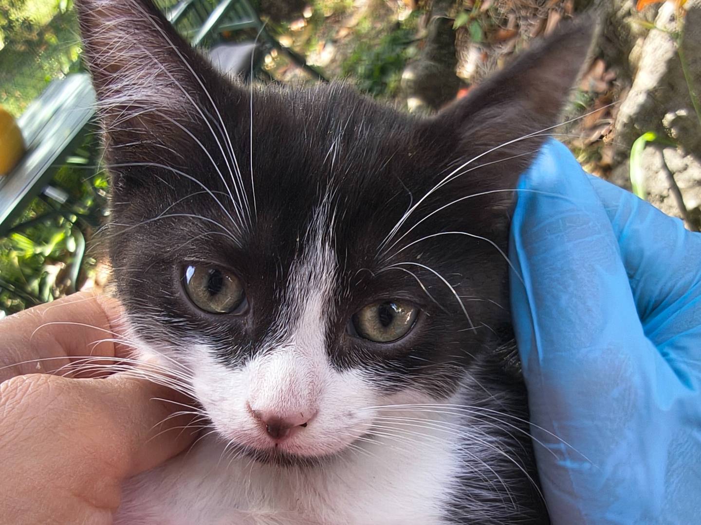 Adotta un gatto, femmina, 2 mesi, Torino