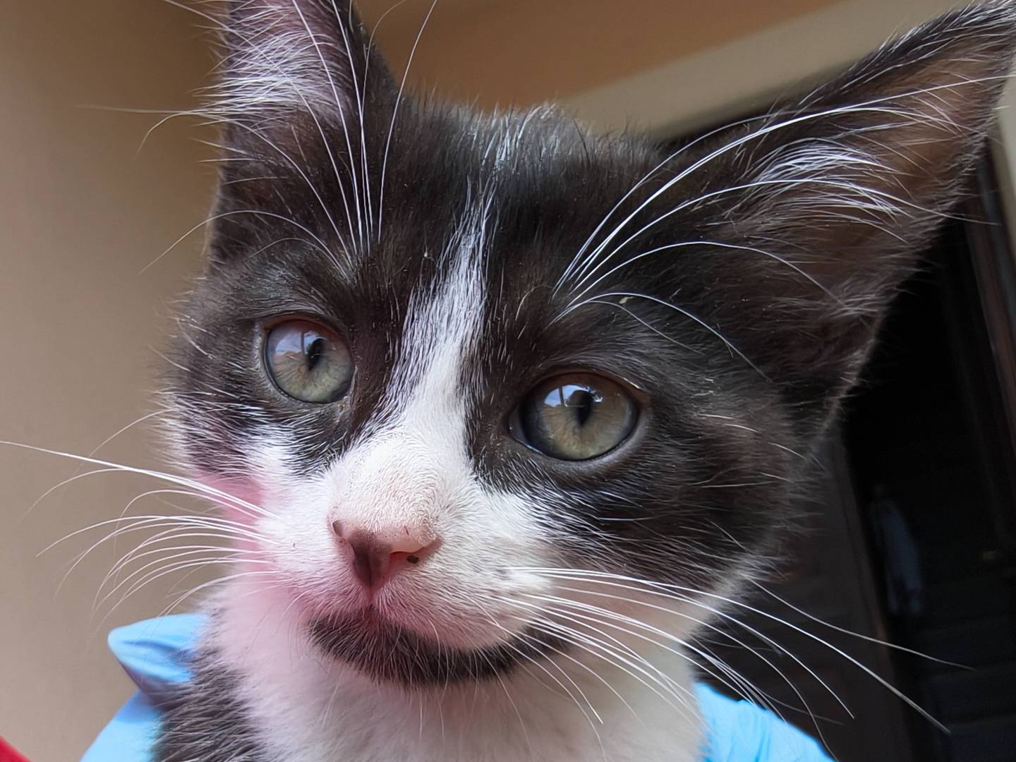 Adotta un gatto, taglia non valida, femmina, Torino
