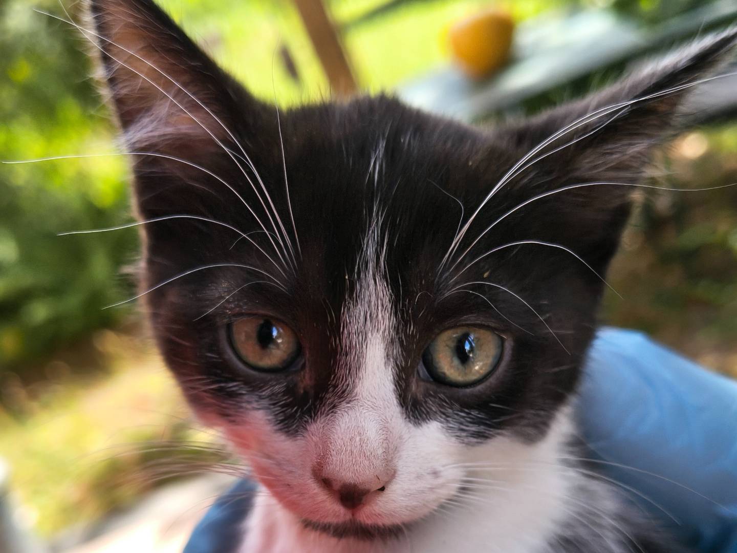 Vuoi adottare un gatto a Torino?