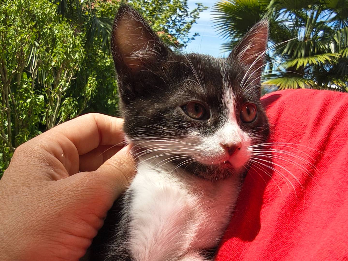 Adotta il gatto Sandy a Torino