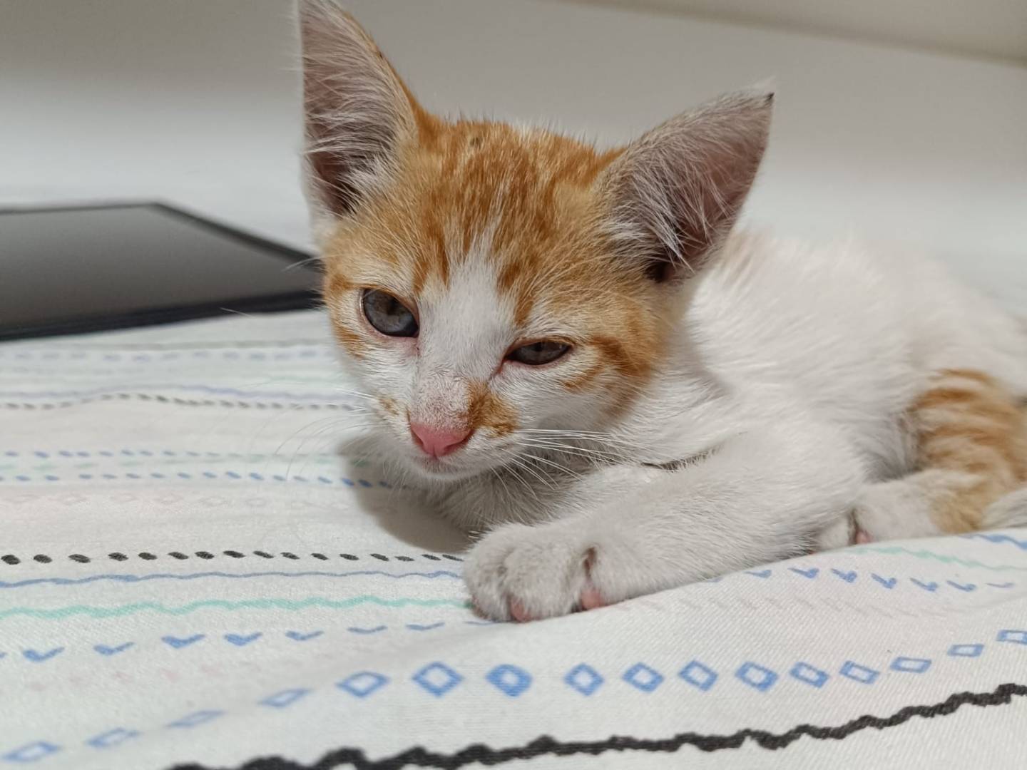 Adotta un gatto, femmina, 2 mesi, Napoli
