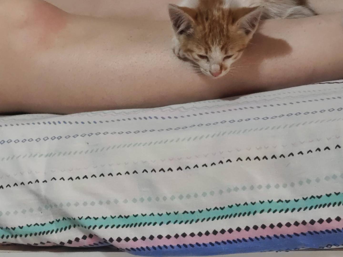 Adotta un gatto, taglia non valida, femmina, Napoli