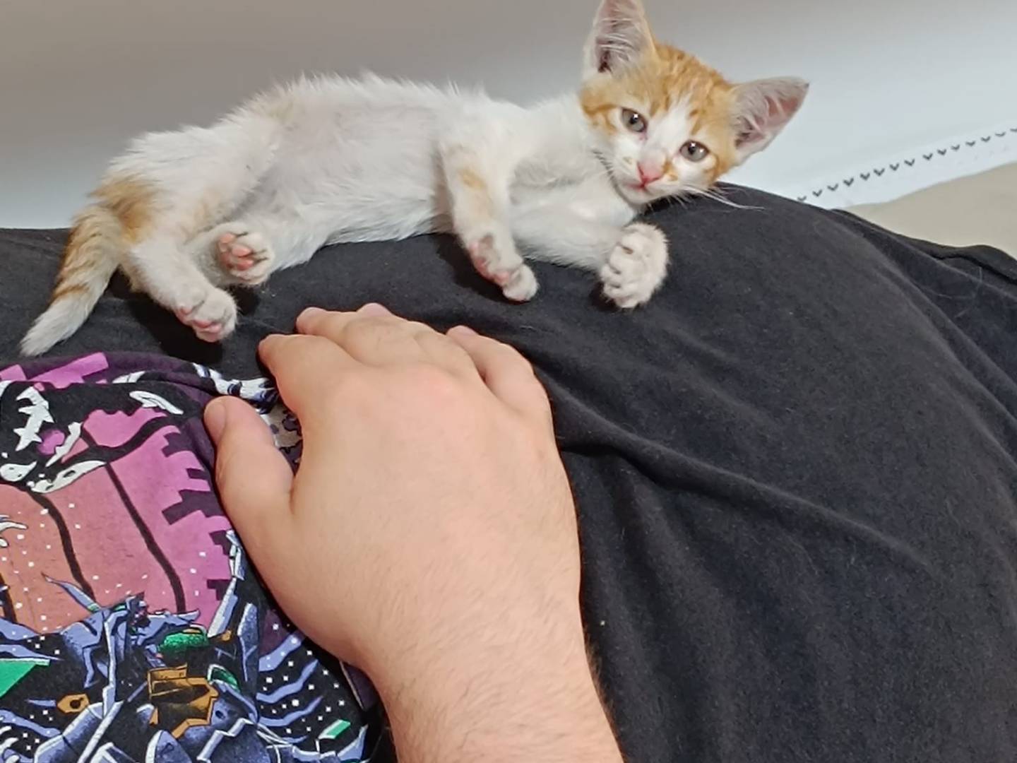 Adozione gatto, femmina, Razza sconosciuta Razza sconosciuta, 2 mesi, taglia non valida, Napoli