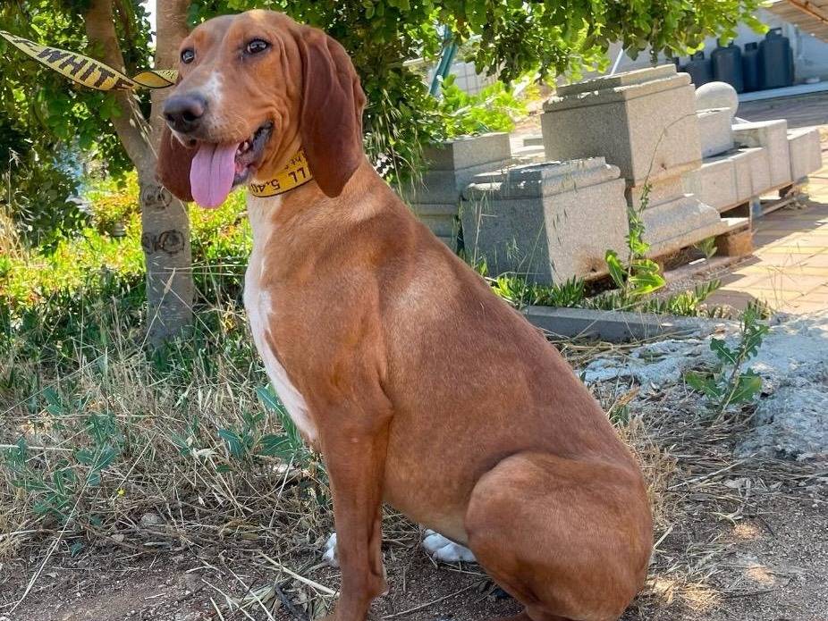 Adozione cane, femmina, Segugio Razza sconosciuta, 3 anni, taglia media, Bari