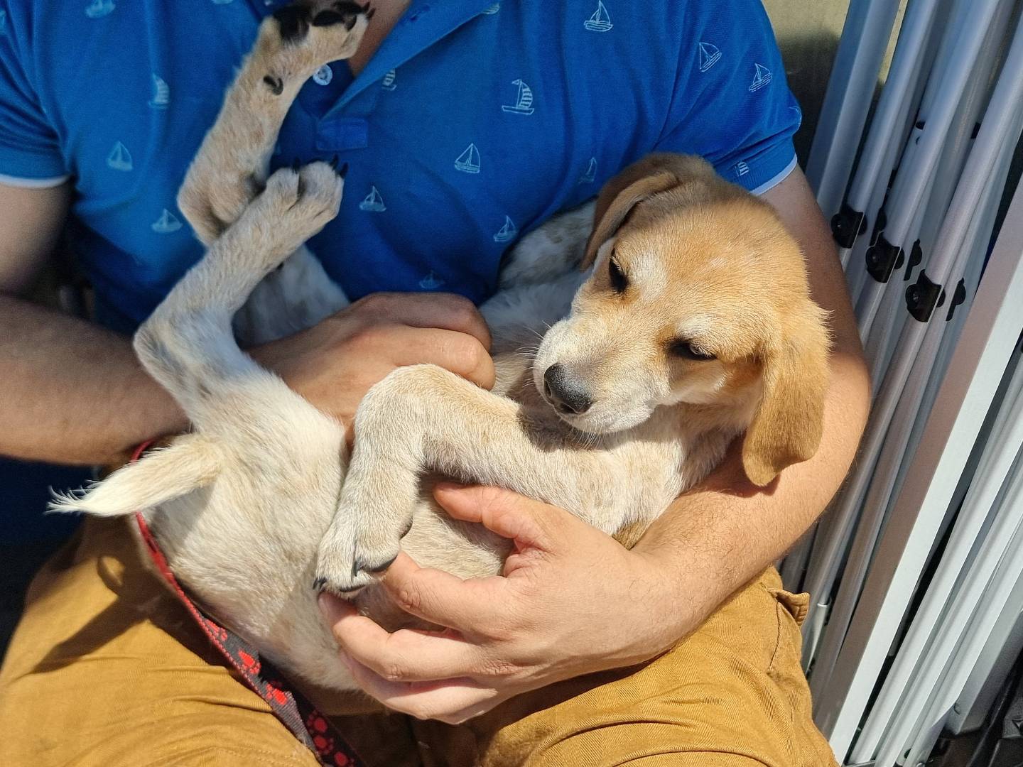 Adozione cane, maschio, Razza sconosciuta Razza sconosciuta, 4 mesi, taglia media, Pavia