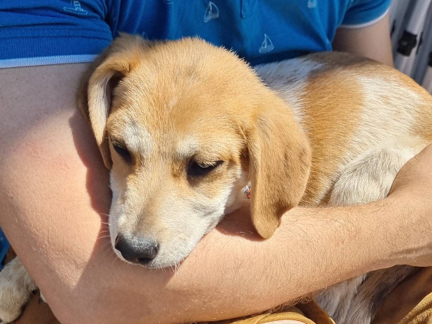 Adotta un cane, maschio, 4 mesi, Pavia