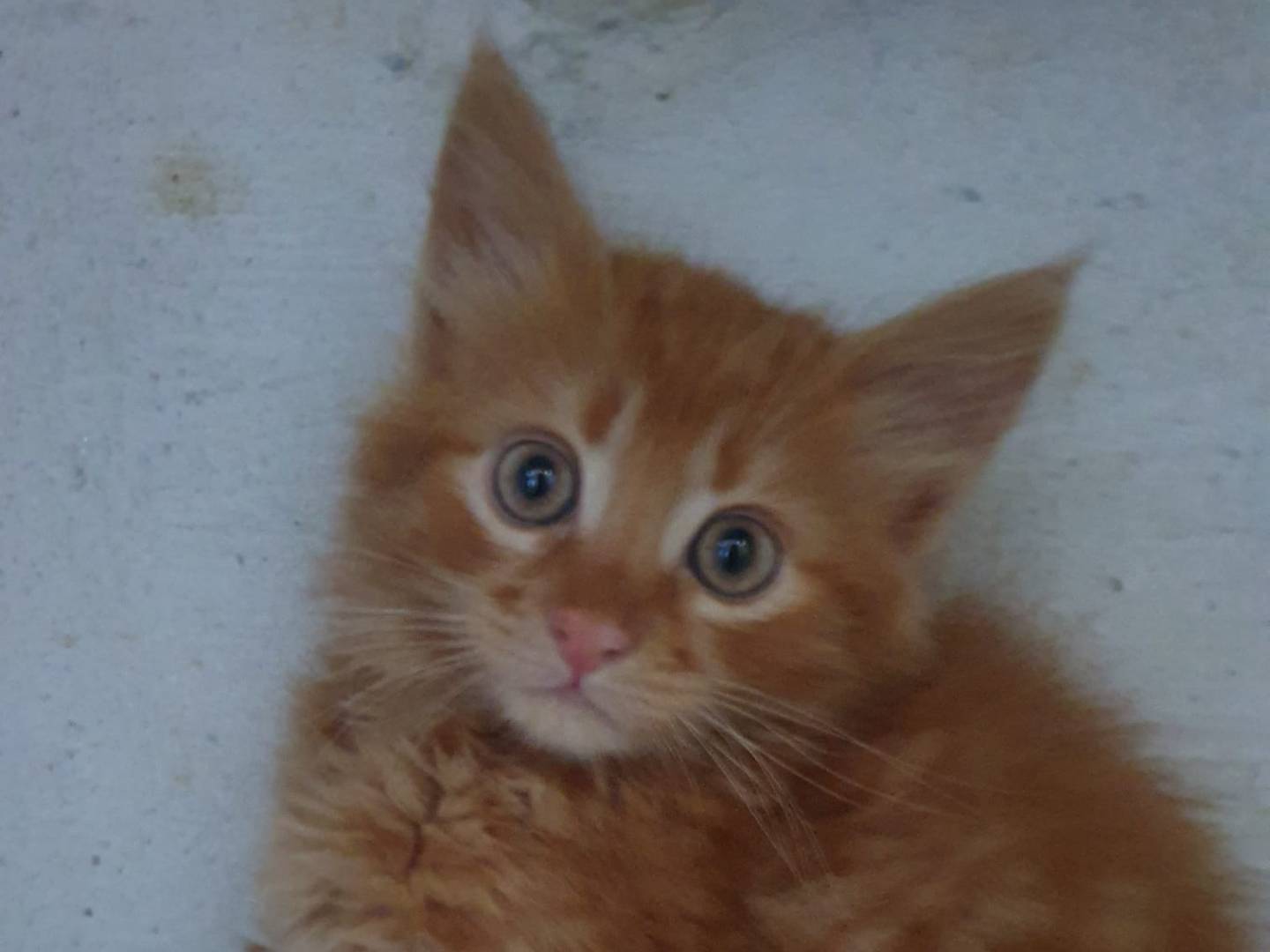 Adozione gatto, maschio, Razza sconosciuta Razza sconosciuta, 2 mesi, taglia non valida, Catanzaro