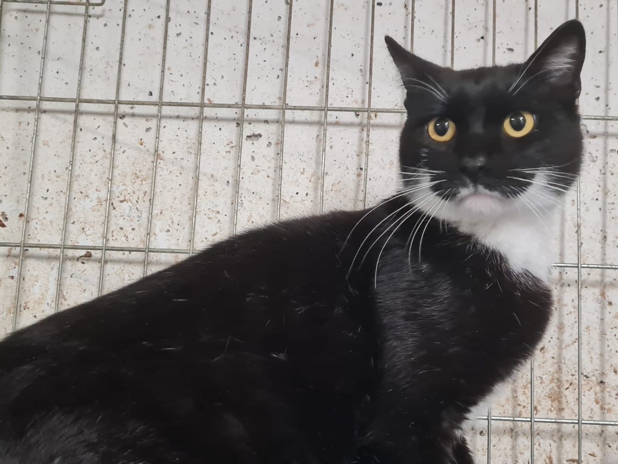 Adotta un gatto, maschio, 1 anno e 1 mese, Trento