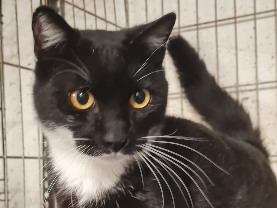 Adozione gatto, maschio, Razza sconosciuta Razza sconosciuta, 1 anno e 1 mese, taglia non valida, Trento