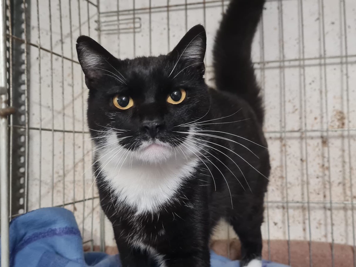 Adotta un gatto, taglia non valida, maschio, Trento