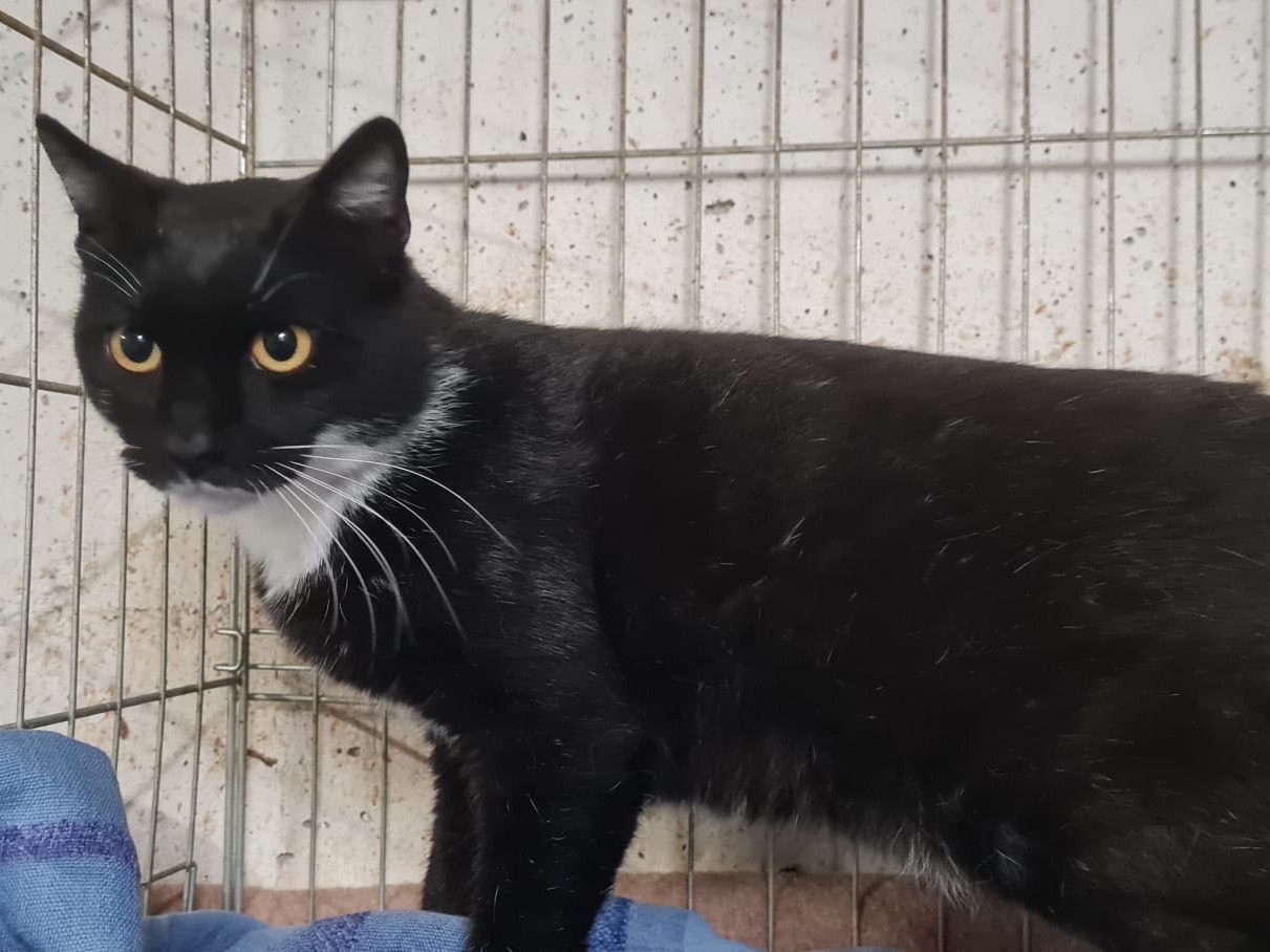 Vuoi adottare un gatto a Trento?